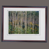 Aspen Grove