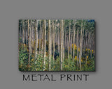Aspen Grove