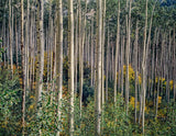 Aspen Grove