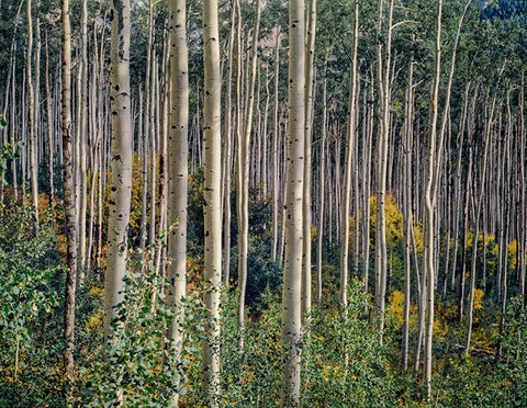 Aspen Grove