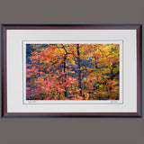 Sugar Maples