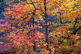 Sugar Maples