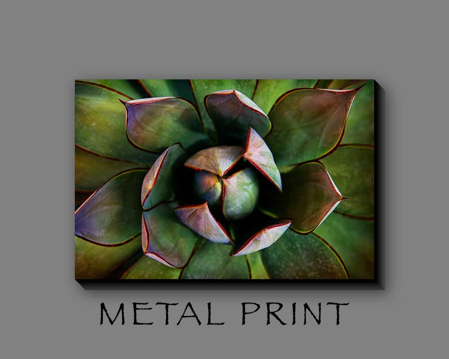 Agave Del Desierto 26 x 40 / Metal Print