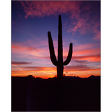 Saguaro At Sunset